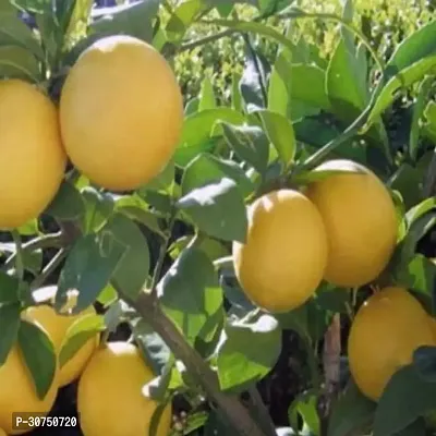 The Entacloo Lemon Plant Live All SeasonSarbati Lemon Plant for Garden-thumb0