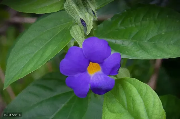 The Entacloo Thunberjia Plant Blue AllamandaThunbergia Erectablue trumpet Vine evergreen wineBlue Skyflower-thumb2