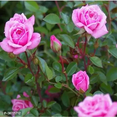 The Entacloo Rose Plant Pink Rose Plant-thumb0