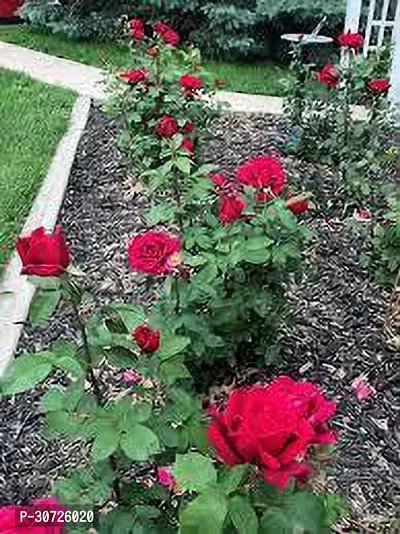 The Entacloo Rose Plant Rosa Chrysler Imperial Rose Plant-thumb3