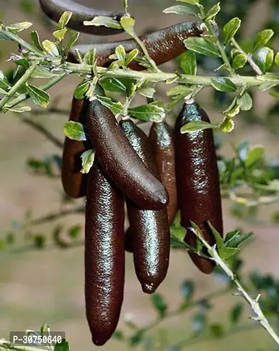 The Entacloo Lemon Plant 169Australian Finger Lemon-thumb0