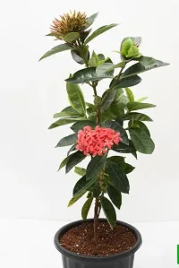 The Entacloo Ixora Mini Pink Flowering Plant Plants141-thumb1