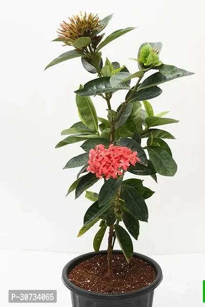 The Entacloo Ixora Mini Pink Flowering Plant Plants141-thumb2