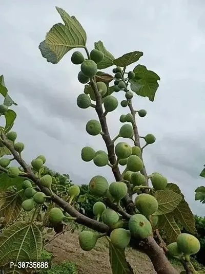 The Entacloo GularCluster Fig Plant Egyptian Fig Live Plant Produced by Air Layered Method CF23-thumb0