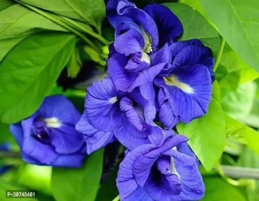 The Entacloo Aparajita Butterfly Pea Plant NilkanthanAparajita.plant ( 1 healthy live plant)-thumb2