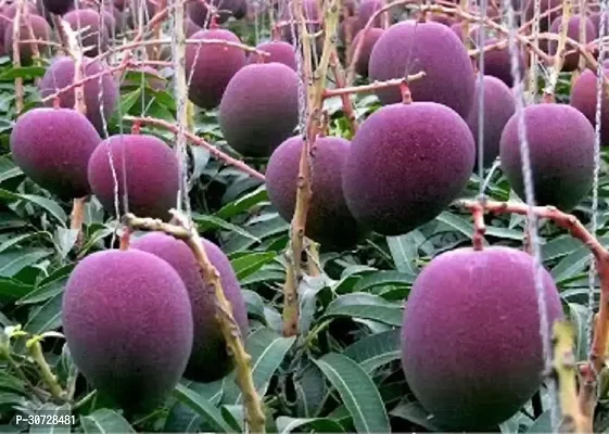 The Entacloo Mango Plant Thai Jumbo 2 Times Grafted Mango Plant-thumb0