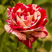 The Entacloo Rose Plant Live Pink and Deep Peach Tiger Stripe Roses Plant b-thumb1