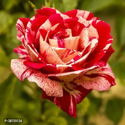 The Entacloo Rose Plant Live Pink and Deep Peach Tiger Stripe Roses Plant b-thumb2