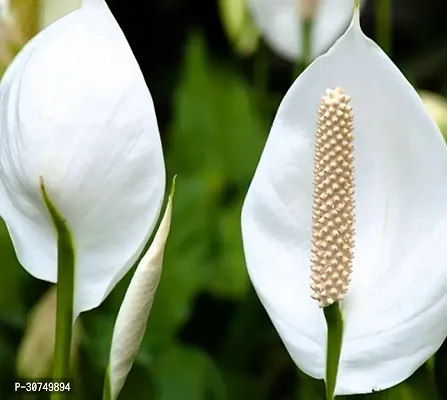 The Entacloo Peace Lily Plant Indoor air purifier peace lili plant-thumb0