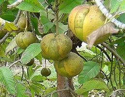 The Entacloo Elephant Apple Plant Chalta Karambel Fruit Plant-thumb2