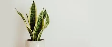 The Entacloo Snake Plant SNAKE PLANT KE33-thumb1