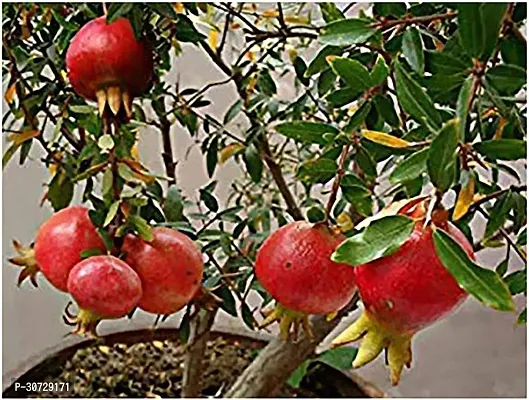 The Entacloo Pomegranate Plant Live Bonsai Dwarf Pomegranate Afghan varietys-thumb0