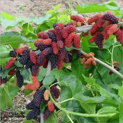 The Entacloo Berry Plant Sweet Mulberry Plant-thumb0