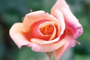 The Entacloo Rose Plant Plant Rose (Pink Yellow)Plant Plant Mini rose Perfect plant for outdoor garden and sunny balcony-thumb2