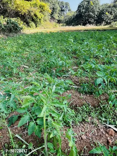 The Entacloo Tomato Plant Tomato Plants Seeds-thumb3