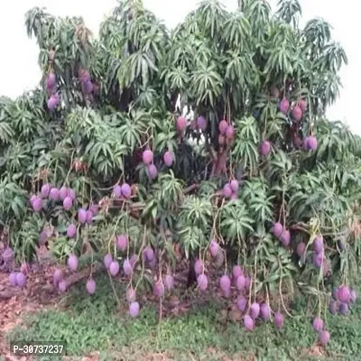 The Entacloo Mango Plant Kesar Mango Hybrid Plant For Outdoor Garden-thumb0