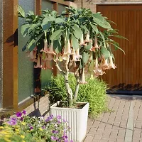 The Entacloo Indian trumpet flower angel trumpet plant-thumb1