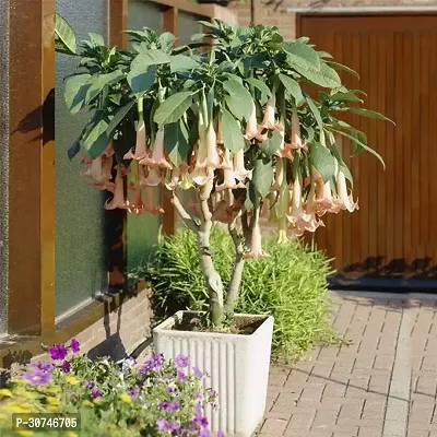 The Entacloo Indian trumpet flower angel trumpet plant-thumb2