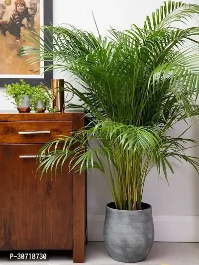 The Entacloo Areca Palm ARECA PALM HEALTHY PLANT-thumb0