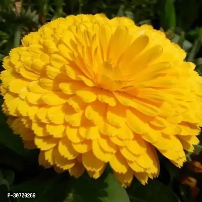 The Entacloo Marigold Plant GREENGROW