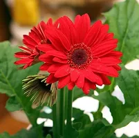 The Entacloo Gerbera Plant Cloud gerbera plant-thumb1