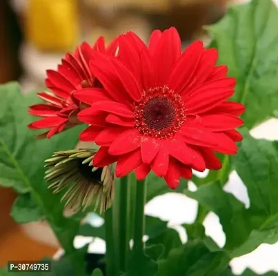 The Entacloo Gerbera Plant Cloud gerbera plant-thumb2