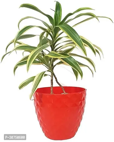 The Entacloo Dracaena Plant Natural Plant-thumb0