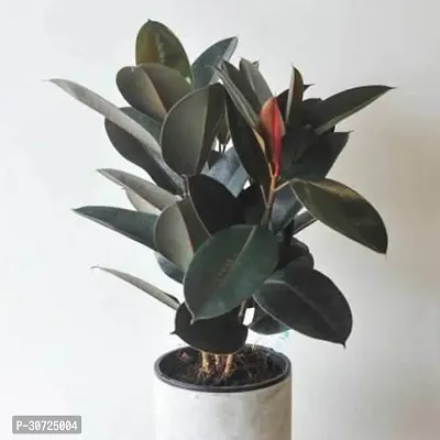 The Entacloo Rubber Tree Live Rubber Plant for Indoor Home DecorationAir Purification v33-thumb0