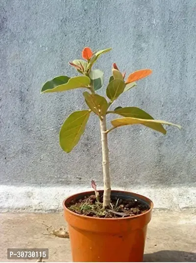 The Entacloo Ficus Plant BANYAN-BOT-BRIKKHO-LONG LASTING RARE TREE01AMAR-thumb0