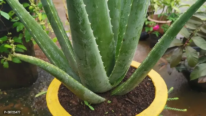 The Entacloo Aloe Vera Plant ALOE VERA PLANT-thumb0