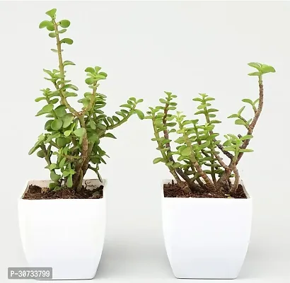 The Entacloo Jade Plant WoodGibbsGifts-WB-544-thumb0