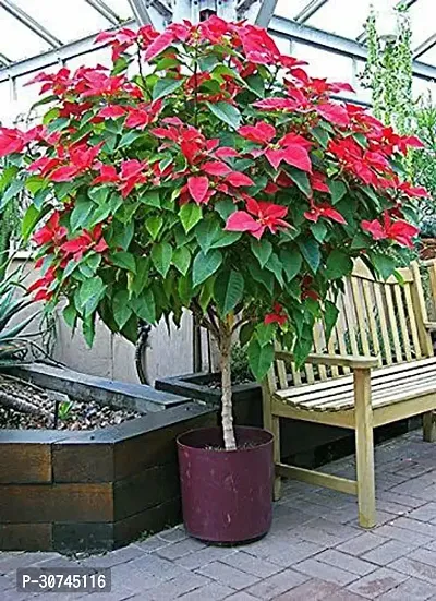 The Entacloo Poinsettia Plant VNJ29-thumb0