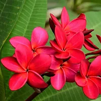 The Entacloo Plumeria Plant Red PlumeriaFrangipani flowerchampakathchapawood champa flower plant-thumb1