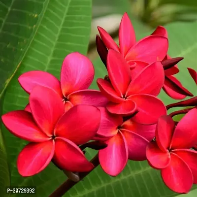 The Entacloo Plumeria Plant Red PlumeriaFrangipani flowerchampakathchapawood champa flower plant-thumb2