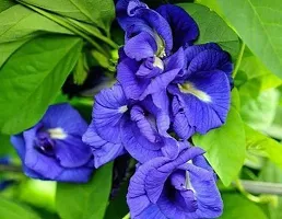 The Entacloo Aparajita Butterfly Pea Plant NilkanthanAparajita.plant ( 1 healthy live plant)-thumb1