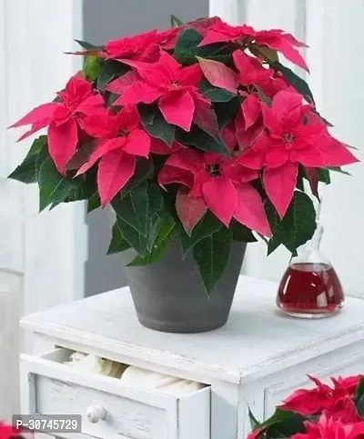 The Entacloo Poinsettia Plant k56-thumb0