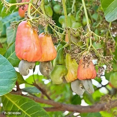 The Entacloo Cashew Plant CASHEW PLANTS HU-thumb3