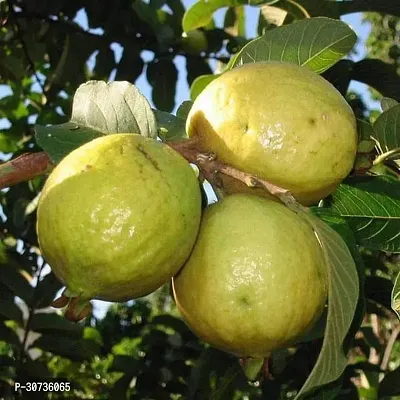 The Entacloo Guava Plant Guava-thumb0