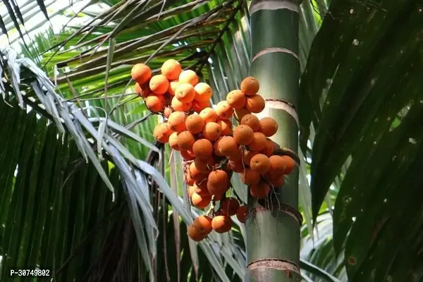 The Entacloo Betel NutSupari Plant Assam Betel Nuts-thumb0