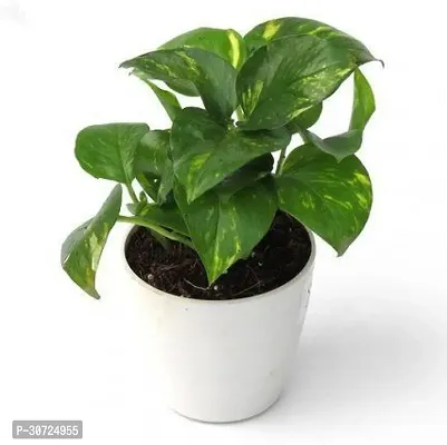 The Entacloo Money Plant mo001-thumb0