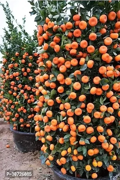 The Entacloo Orange Plant NARANGIchinese ORANGE PLANT-thumb0