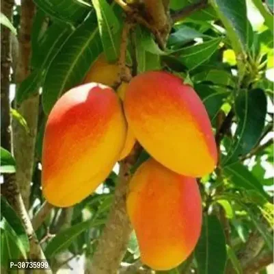 The Entacloo Mango Plant MANGO_JAPANESE_VARIETY_268-thumb0