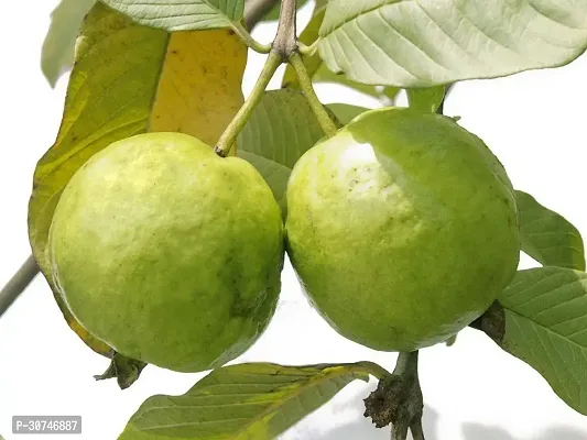 The Entacloo Guava Plant Guava Plant (08)