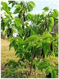 The Entacloo Berry Plant MULBERRY PLANT PP-thumb1