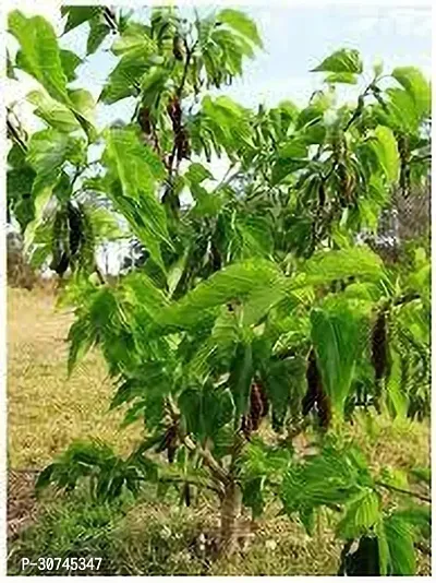 The Entacloo Berry Plant MULBERRY PLANT PP-thumb2