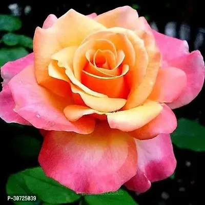 The Entacloo Rose Plant Amber Aura Dutch Rose Plant-thumb0