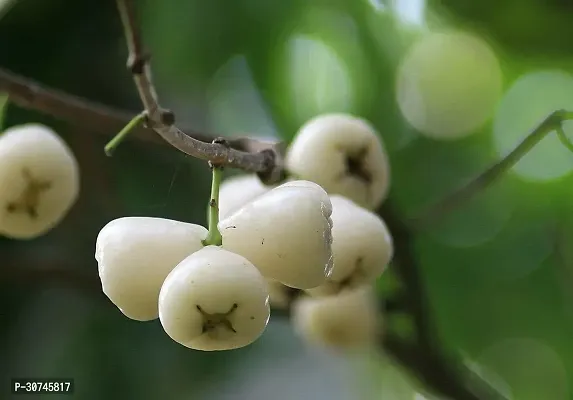 The Entacloo Wax Apple Plant water apple b-thumb0