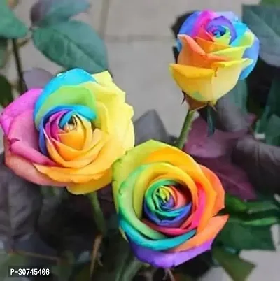 The Entacloo Rose Plant Multicolour rose hybrid plant-thumb0