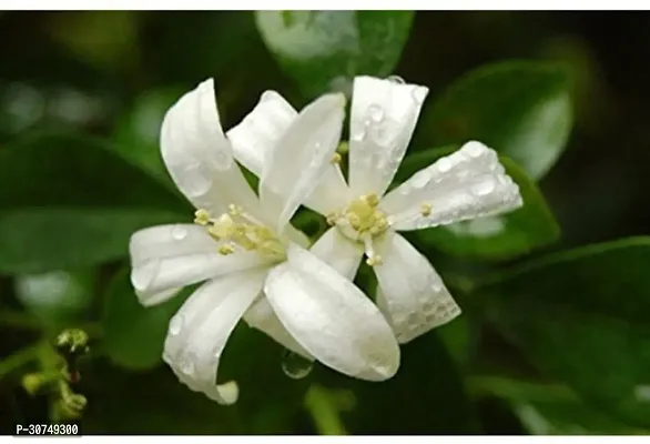 The Entacloo Jasmine Plant EGRDN_717-thumb0