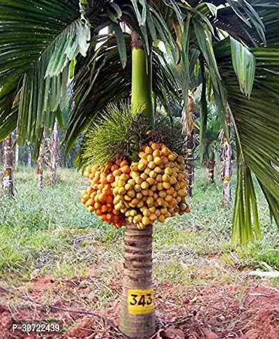 The Entacloo Betel Leaf Plant Betel NutSupari Plant-thumb2